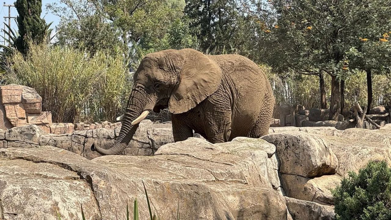 gajah paling sedih dunia