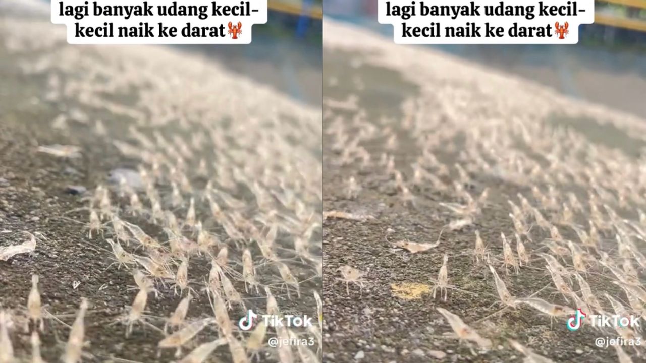 Berjuta-juta udang naik ke darat