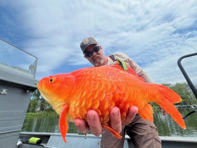 Saintis bimbang ikan emas ‘megalodon’